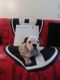 English Bulldog Puppies for sale in Cairo, GA, USA. price: $2,000