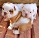 English Bulldog Puppies for sale in Indianapolis Blvd, Hammond, IN, USA. price: NA