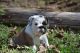 English Bulldog Puppies for sale in North Myrtle Beach, SC, USA. price: NA