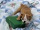 English Bulldog Puppies for sale in Broomes Island Rd, Port Republic, MD 20676, USA. price: NA