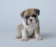English Bulldog Puppies for sale in Clarksville, TX 75426, USA. price: NA
