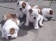 English Bulldog Puppies for sale in Birmingham, AL, USA. price: NA
