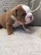 English Bulldog Puppies for sale in Washington Rd, Valrico, FL 33594, USA. price: NA