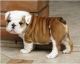 English Bulldog Puppies for sale in Maryland Parkway, Las Vegas, NV, USA. price: NA