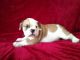 English Bulldog Puppies for sale in Grand Prairie Rd, Kalamazoo, MI 49006, USA. price: NA
