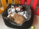 English Bulldog Puppies for sale in Grand Prairie Rd, Kalamazoo, MI 49006, USA. price: $400