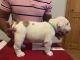 English Bulldog Puppies for sale in Grand Prairie Rd, Kalamazoo, MI 49006, USA. price: $400