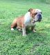 English Bulldog Puppies for sale in Stilwell, OK 74960, USA. price: $800