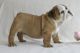 English Bulldog Puppies for sale in New York Ranch Rd, Jackson, CA 95642, USA. price: NA