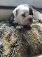 English Bulldog Puppies for sale in Chicago Heights, IL, USA. price: NA