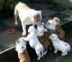 English Bulldog Puppies for sale in Memphis, TN, USA. price: NA