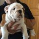 English Bulldog Puppies for sale in Birmingham, AL 35212, USA. price: NA