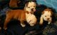 English Bulldog Puppies for sale in Birmingham, AL 35212, USA. price: NA