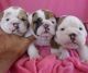 English Bulldog Puppies for sale in Los Angeles, CA 90017, USA. price: NA