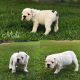 English Bulldog Puppies for sale in Racine, OH 45771, USA. price: NA