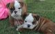 English Bulldog Puppies for sale in Hebron, ND 58638, USA. price: $650