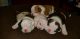 English Bulldog Puppies for sale in Clovis, CA 93611, USA. price: NA