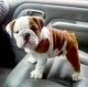 English Bulldog Puppies for sale in Los Angeles, CA 90019, USA. price: NA