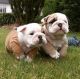 English Bulldog Puppies for sale in Brooklyn, NY, USA. price: $300