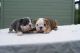 English Bulldog Puppies for sale in Salt Lake City, UT, USA. price: $500