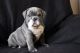 English Bulldog Puppies for sale in Ridgeville Corners, OH 43555, USA. price: $400