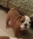 English Bulldog Puppies for sale in 617 Logan St, Denver, CO 80203, USA. price: NA
