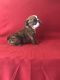 English Bulldog Puppies for sale in Lancaster, CA, USA. price: $1,200