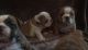 English Bulldog Puppies for sale in New York Ave NW, Washington, DC, USA. price: NA