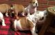 English Bulldog Puppies for sale in Arthur City, TX 75411, USA. price: NA