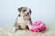 English Bulldog Puppies for sale in Arthur City, TX 75411, USA. price: NA