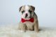 English Bulldog Puppies for sale in Abilene Christian University, Abilene, TX 79699, USA. price: NA