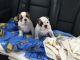 English Bulldog Puppies for sale in Abilene Christian University, Abilene, TX 79699, USA. price: NA