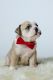 English Bulldog Puppies for sale in Bradley International Airport, Windsor Locks, CT 06096, USA. price: NA