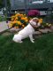 English Bulldog Puppies for sale in Millersburg, OH 44654, USA. price: NA