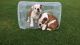 English Bulldog Puppies for sale in Baltimore Ave, Beltsville, MD, USA. price: NA