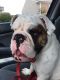 English Bulldog Puppies for sale in Indianapolis, IN 46234, USA. price: $650