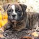 English Bulldog Puppies for sale in Canton, OH, USA. price: NA