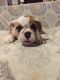 English Bulldog Puppies for sale in Escondido, CA, USA. price: NA
