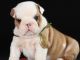 English Bulldog Puppies for sale in Oklahoma City, OK 73157, USA. price: $400