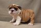 English Bulldog Puppies for sale in Decatur, AL, USA. price: NA