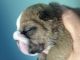 English Bulldog Puppies for sale in Greensboro, NC, USA. price: NA