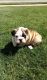English Bulldog Puppies for sale in North Beach, MD, USA. price: NA
