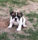 English Bulldog Puppies for sale in Chandler, AZ, USA. price: $1,800