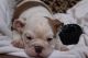 English Bulldog Puppies for sale in China Township, MI 48054, USA. price: NA