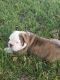 English Bulldog Puppies for sale in Durant, OK 74701, USA. price: NA