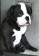English Bulldog Puppies for sale in Valencia, Santa Clarita, CA 91354, USA. price: NA