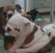 English Bulldog Puppies for sale in 305 Florida Grove Rd, Keasbey, NJ 08832, USA. price: NA