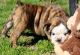 English Bulldog Puppies for sale in Middletown, NY 10940, USA. price: NA