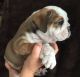 English Bulldog Puppies for sale in Magnolia, TX, USA. price: NA