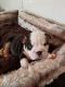 English Bulldog Puppies for sale in Marianna, PA 15345, USA. price: NA